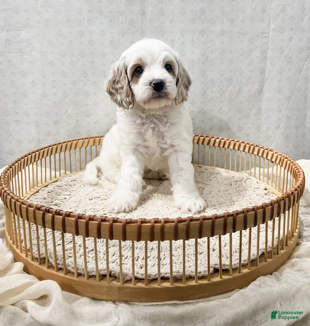 Cavapoo dogs for sale: Slade - Ad 1