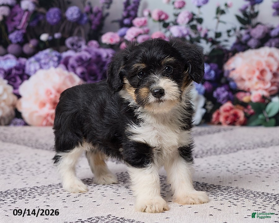 Corgipoo dogs Donna - Ad 2