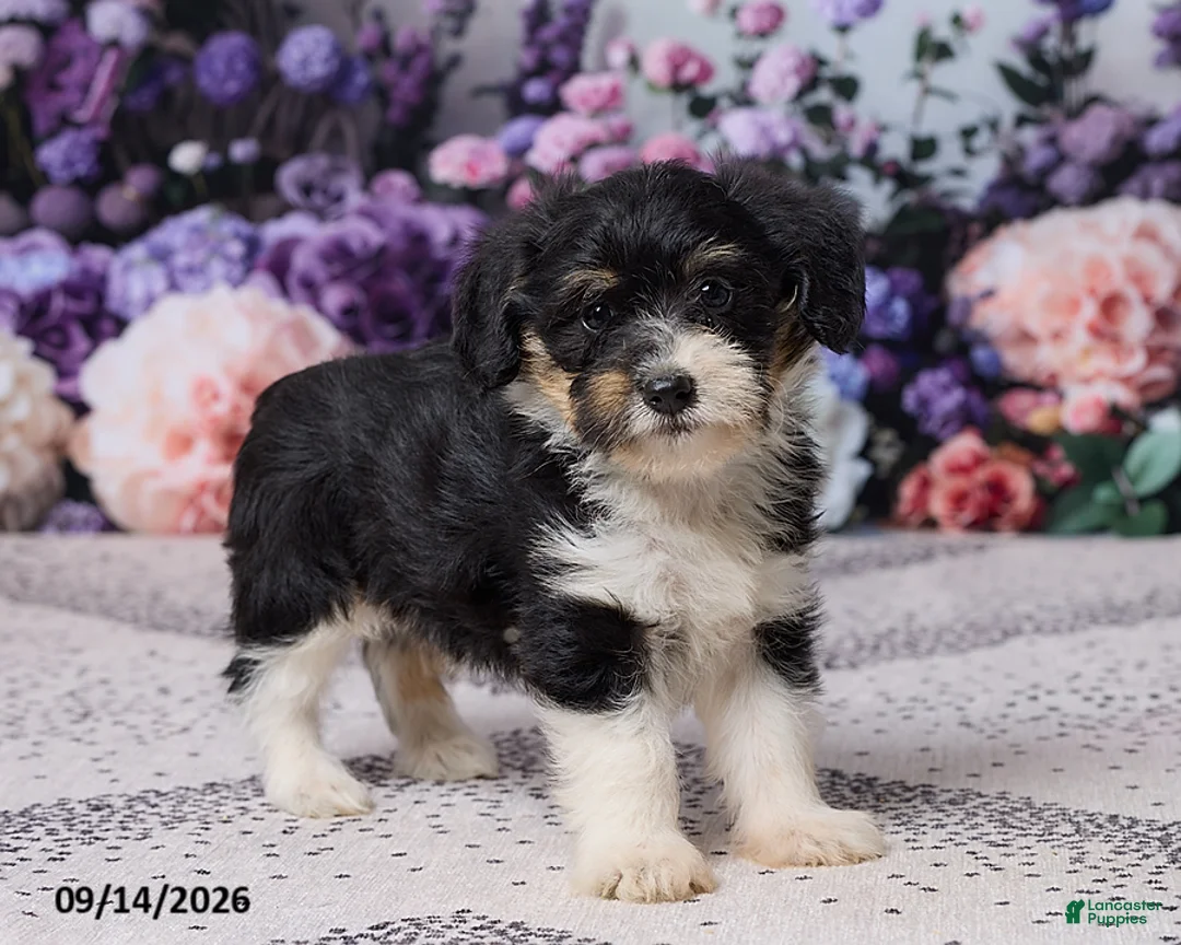 Corgipoo dogs for sale: Donna - Ad 2
