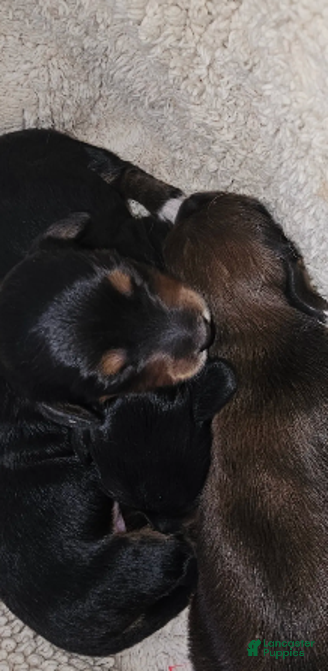 Miniature Dachshund dogs for sale: Lil-Lite Long haired - Ad 2