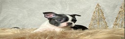 Boston Terrier dogs for sale: Buddy  - Ad 5