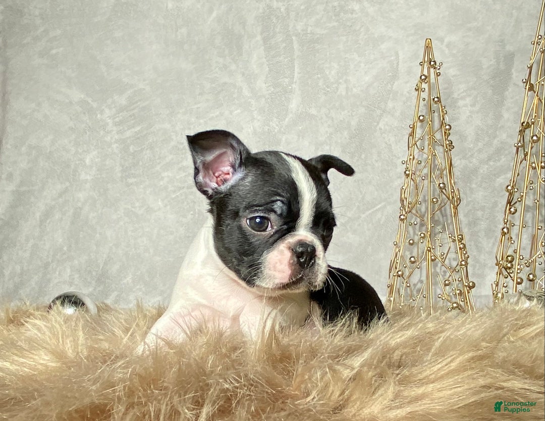 Boston Terrier dogs for sale: Buddy  - Ad 5
