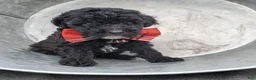 Toy Poodle dogs for sale: Ben - Ad 3