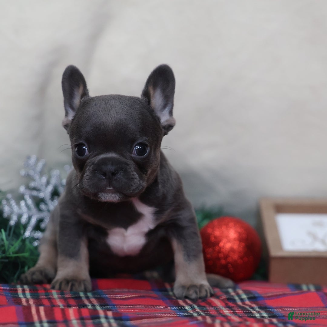 French Bulldog dogs for sale: April - Ad 8