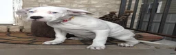American Bully dogs for sale: "HALLE BERRY" WHITE MERLE - Ad 2