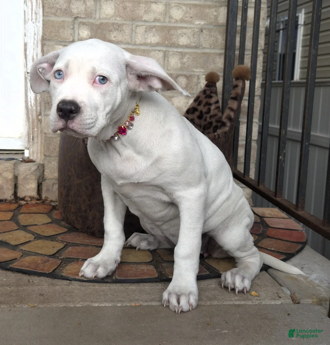 American Bully dogs for sale: "HALLE BERRY" WHITE MERLE - Ad 2