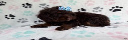 Cockapoo dogs for sale: Cocoa - Ad 4