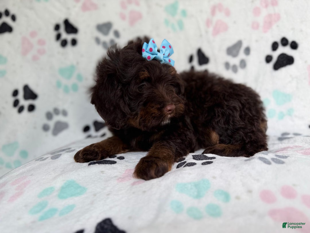 Cockapoo dogs for sale: Cocoa - Ad 4