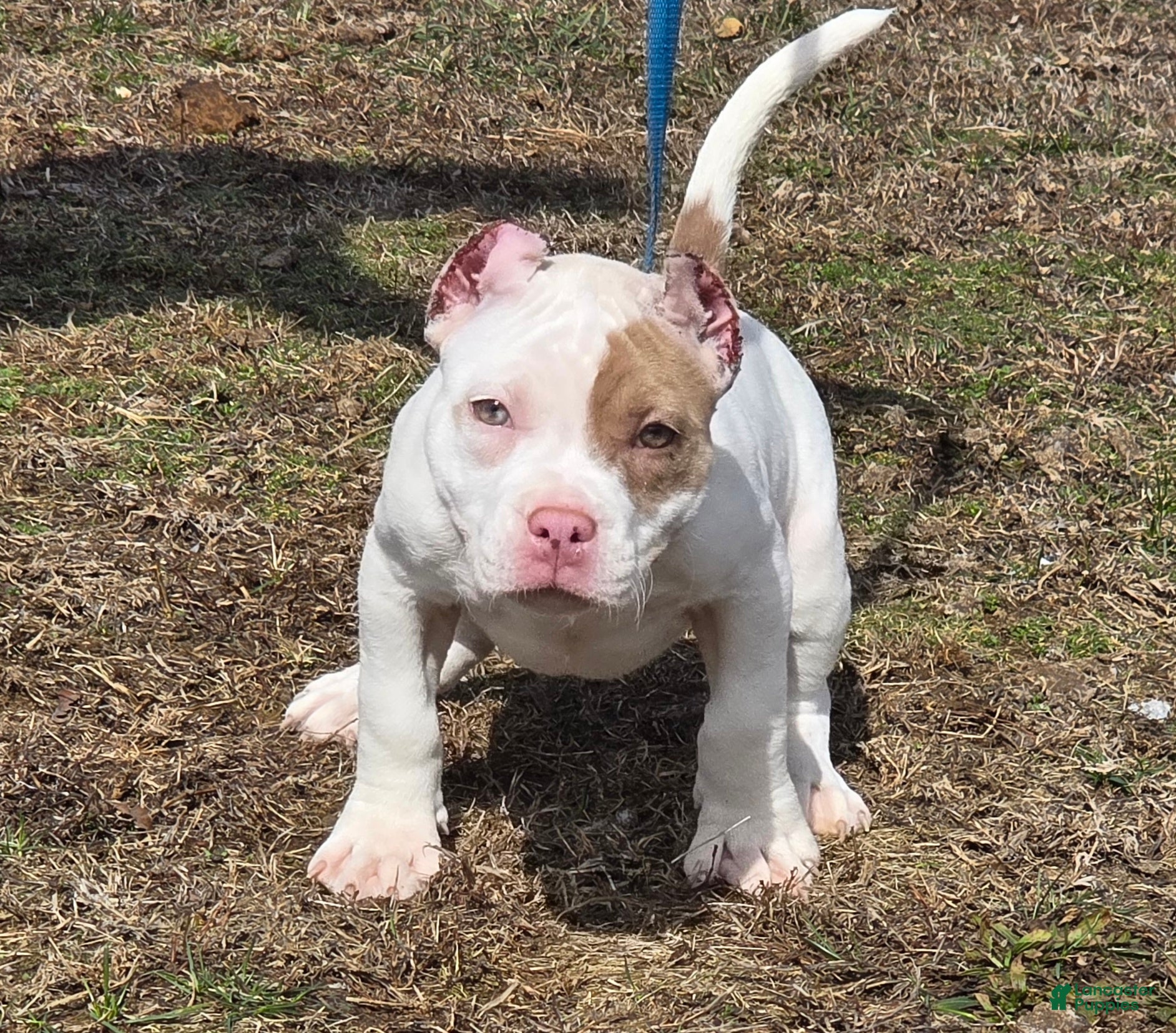 American Bully dogs Lilac Merle - Ad 1
