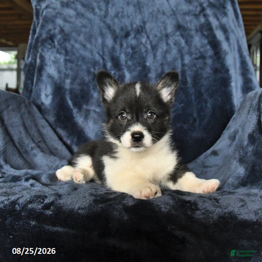 Welsh Corgi Pembroke dogs Rolo - Ad 2