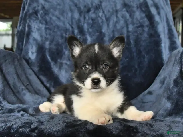 Welsh Corgi Pembroke dogs for sale: Rolo - Ad 2