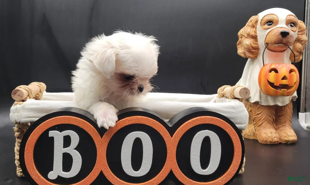Maltese dogs for sale: Maltese 1 - Ad 6