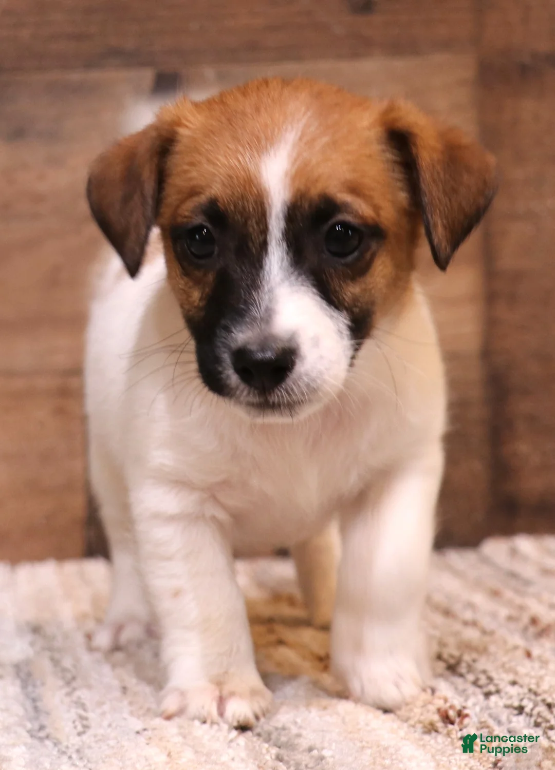 Jack Russell Terrier dogs for sale: Sawyer is white w/tri markings - Ad 1