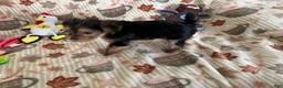 Yorkshire Terrier dogs for sale: Yorkshire Grey - Ad 6
