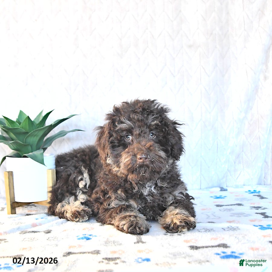 Miniature Poodle dogs Cocoa EXTRA SMALL - Ad 40
