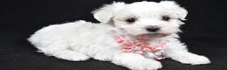 Maltese dogs for sale: Karma - Ad 5