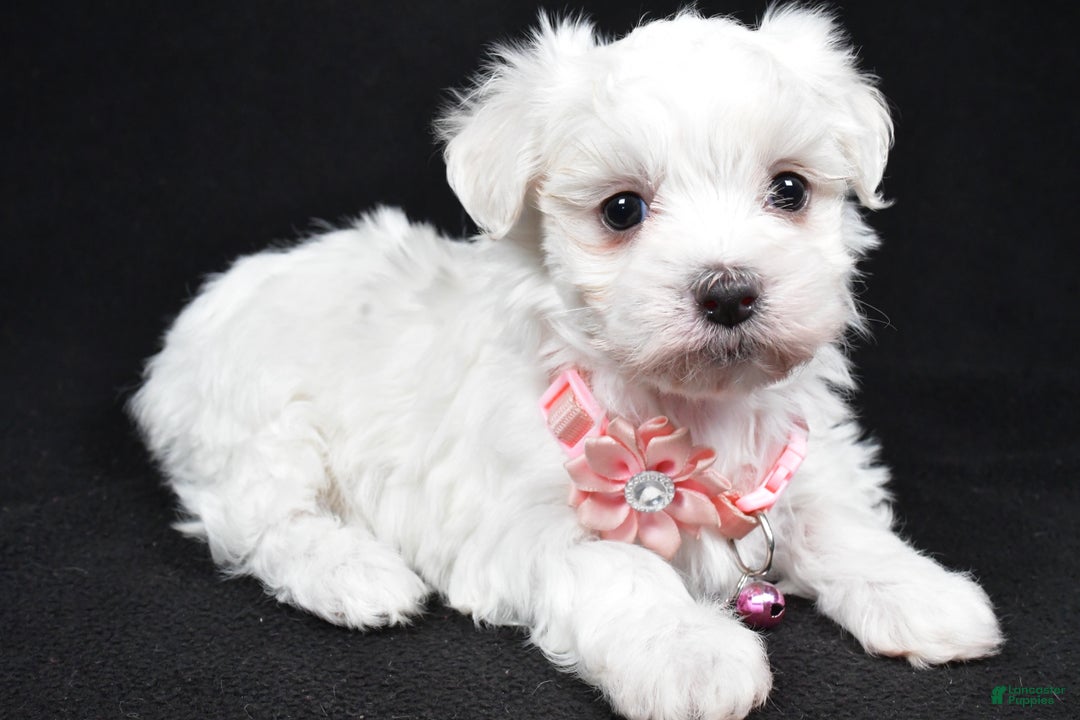 Maltese dogs for sale: Karma - Ad 5