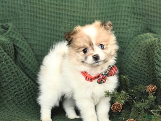 Pomeranian dogs Dolly - Ad 11