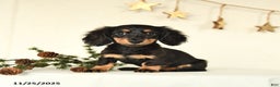 Miniature Dachshund dogs for sale: Harper - Ad 4
