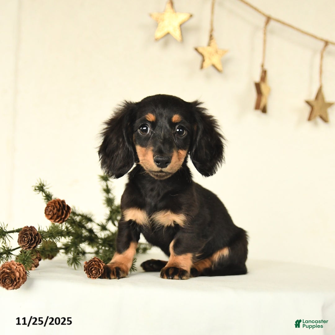 Miniature Dachshund dogs for sale: Harper - Ad 4