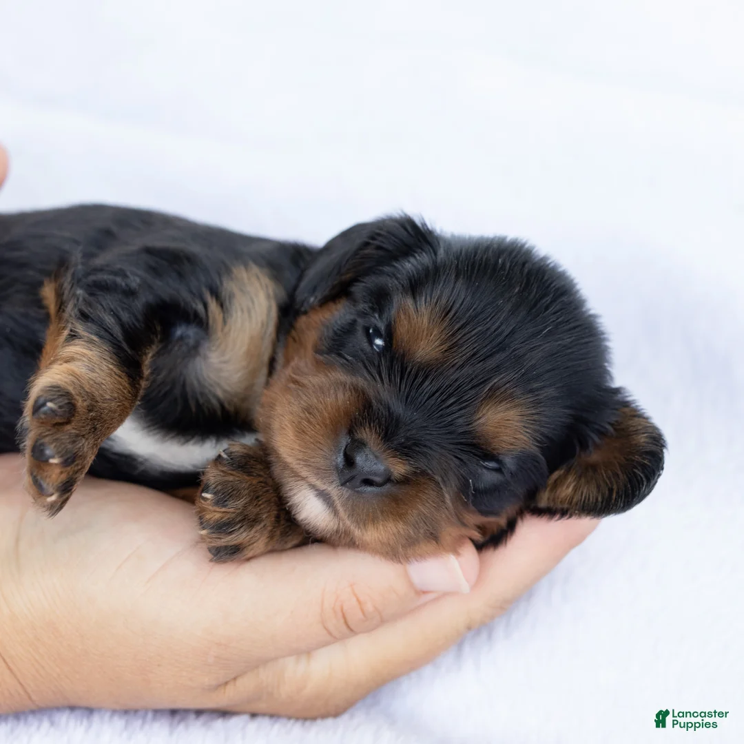 Cavalier King Charles Spaniel dogs for sale: Butch - Ad 1