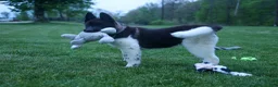 Akita dogs for sale: Olive - Ad 1