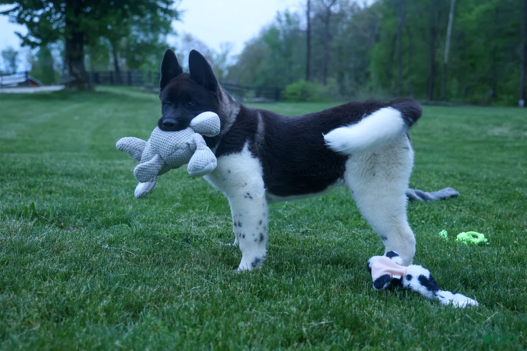Akita dogs for sale: Olive - Ad 1