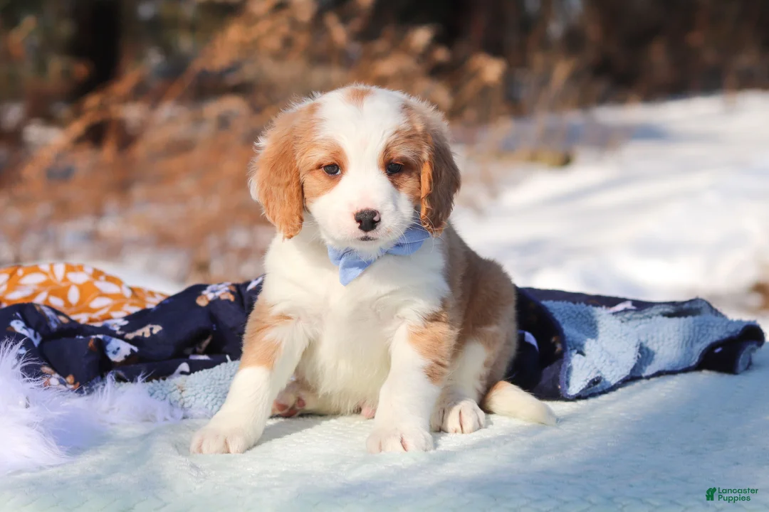 Mini Bernedoodle dogs for sale: Malcolm - Ad 3