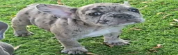 French Bulldog dogs for sale: Heidi - Ad 10