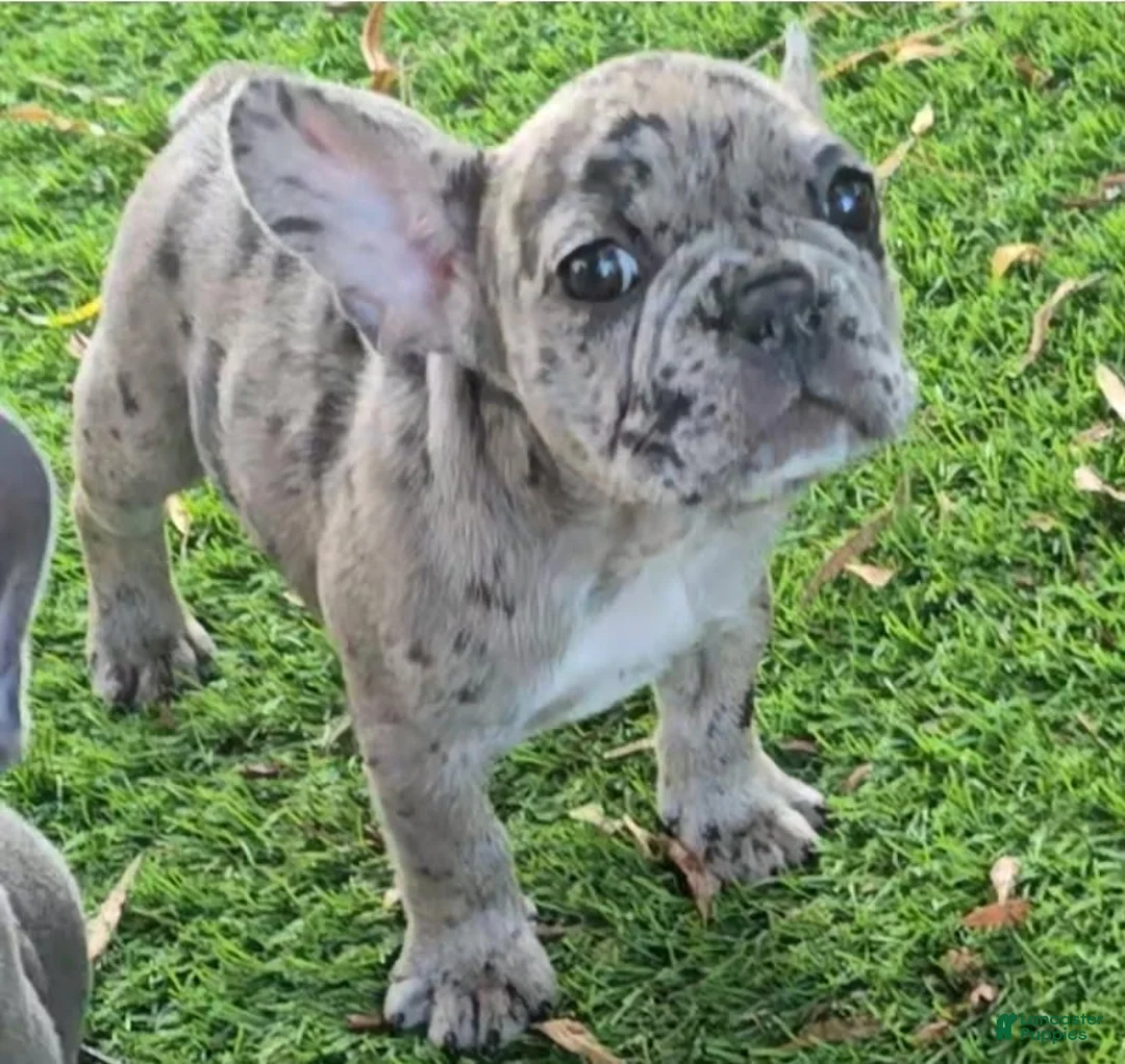 French Bulldog dogs for sale: Heidi - Ad 10
