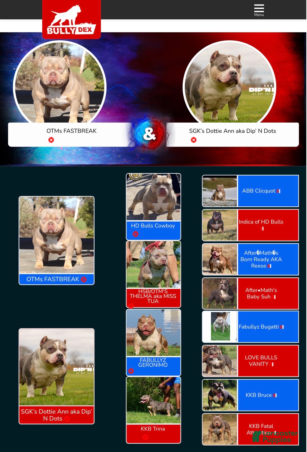 American Bully dogs American Bully Puppy 1 - Ad 2