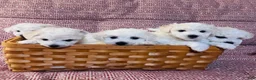 Bichon Frise dogs for sale: Baby boy 3 - Ad 12