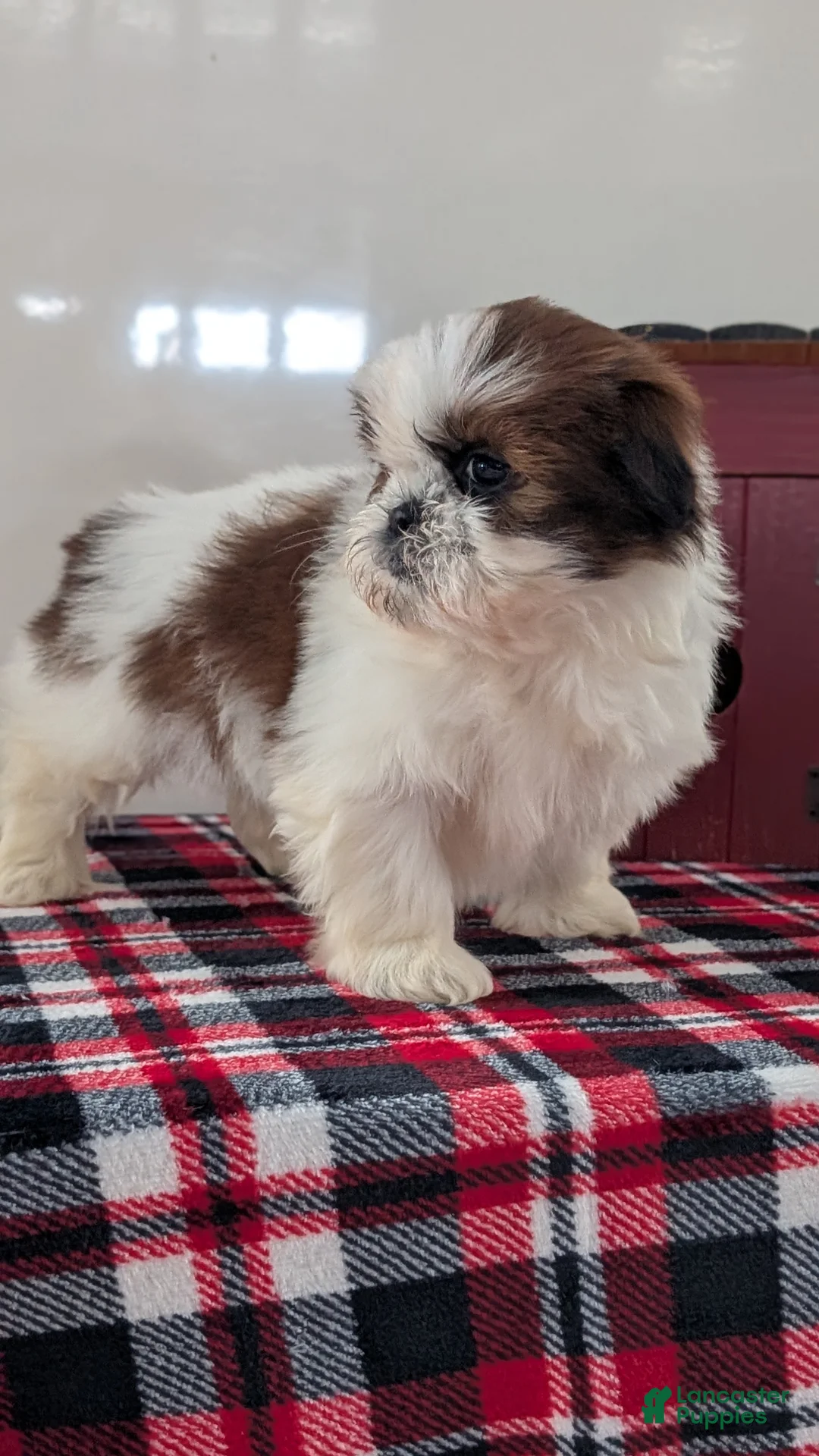 Shih Tzu dogs for sale: Charlie - Ad 7