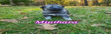 Minthara 