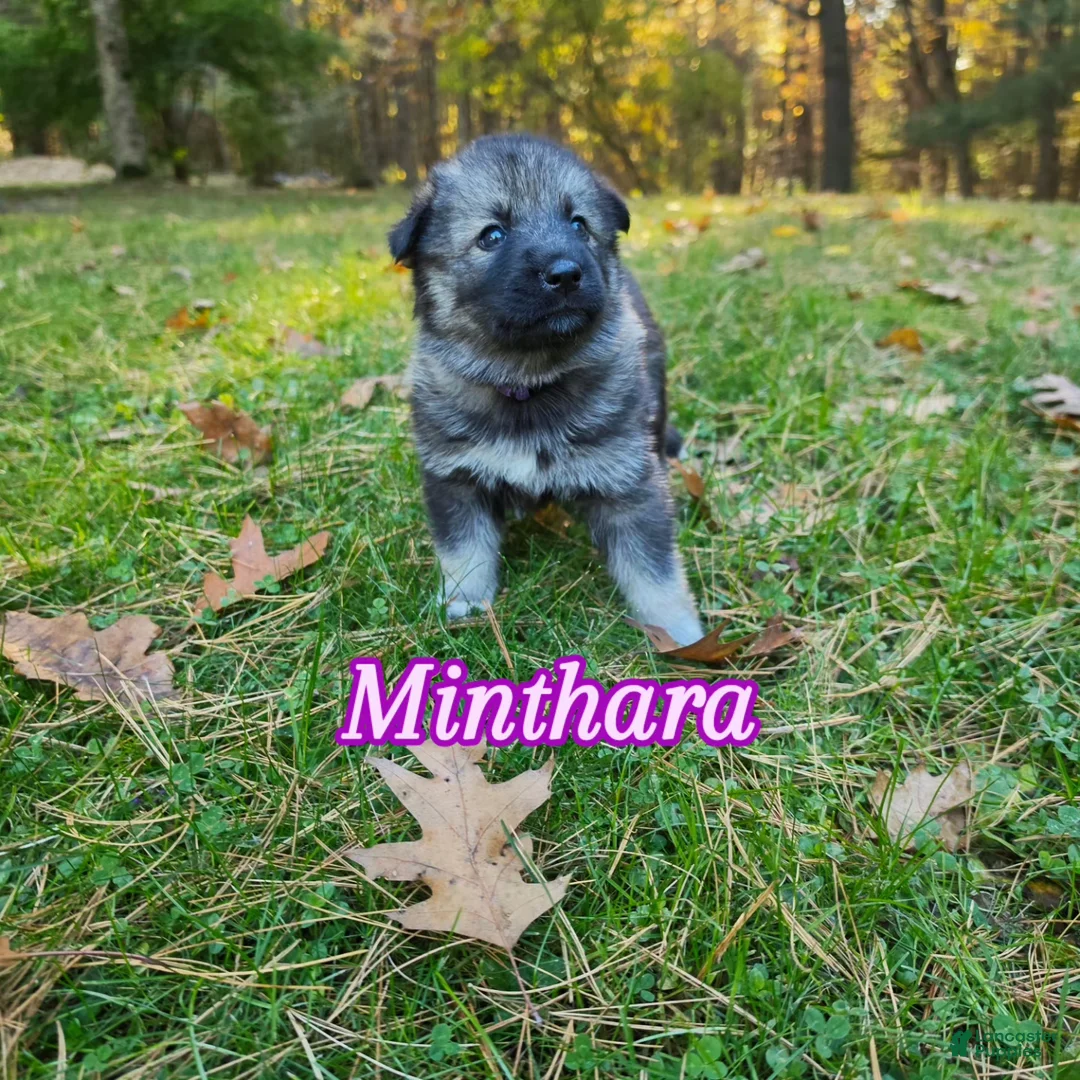Gerberian Shepsky dogs for sale: Minthara  - Ad 1