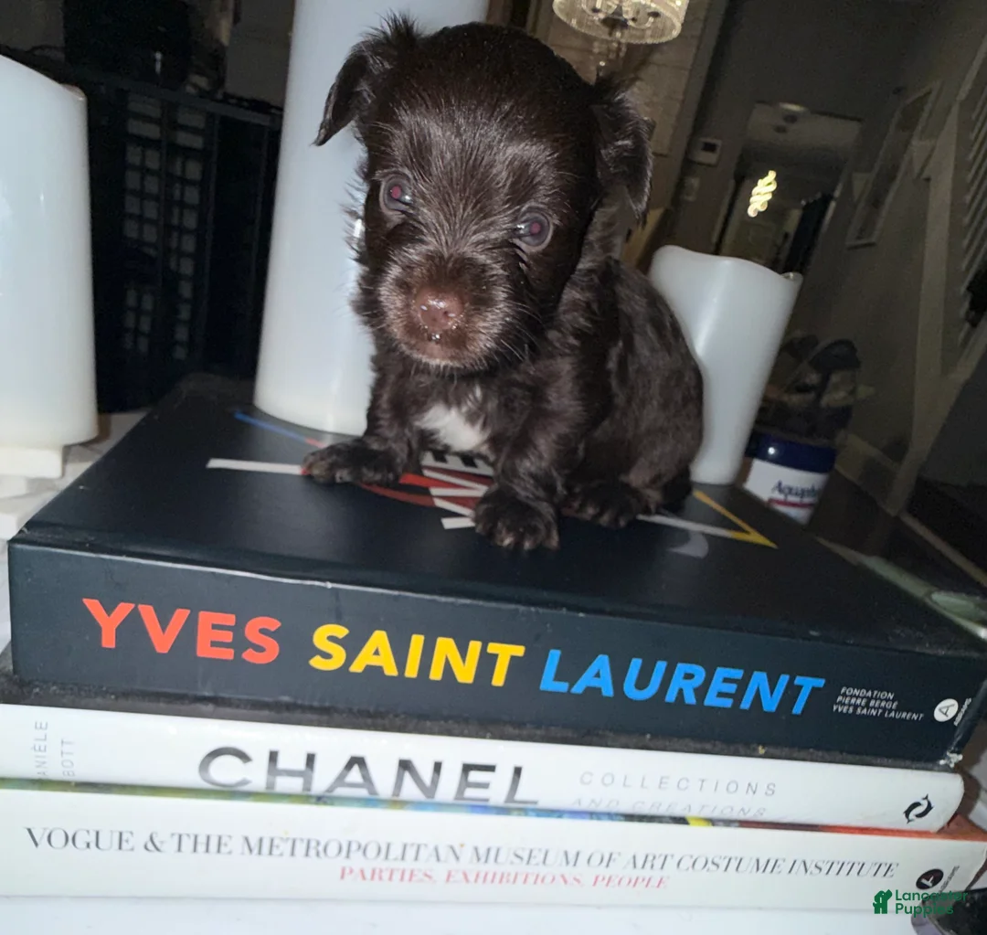 Yorkshire Terrier dogs for sale: Zorro - Ad 2
