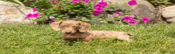 Dachshund dogs for sale: Hannah  - Ad 3