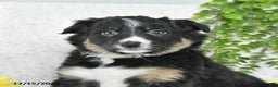 Border Collie dogs for sale: Lassie - Ad 4