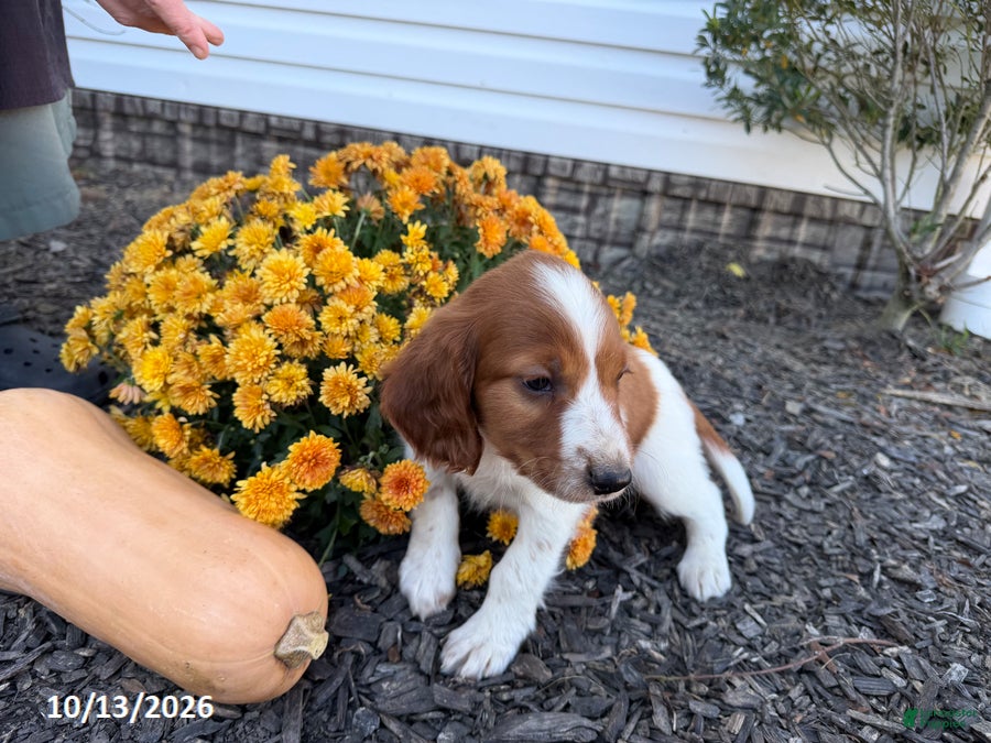 Welsh Springer Spaniel dogs for sale: Liam - Ad 2