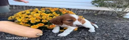 Welsh Springer Spaniel dogs for sale: Liam - Ad 2