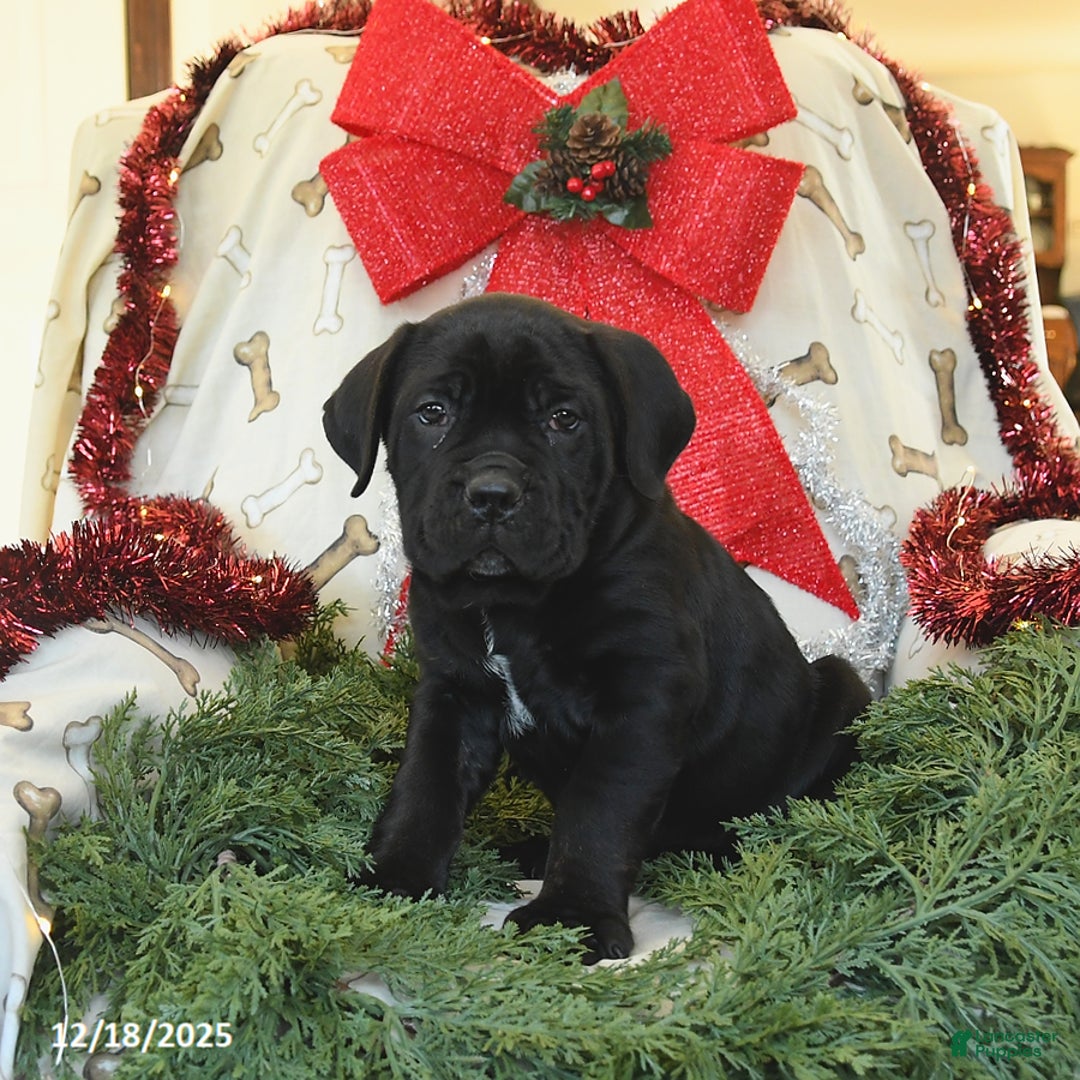 Cane Corso dogs for sale: Pepper - Ad 2