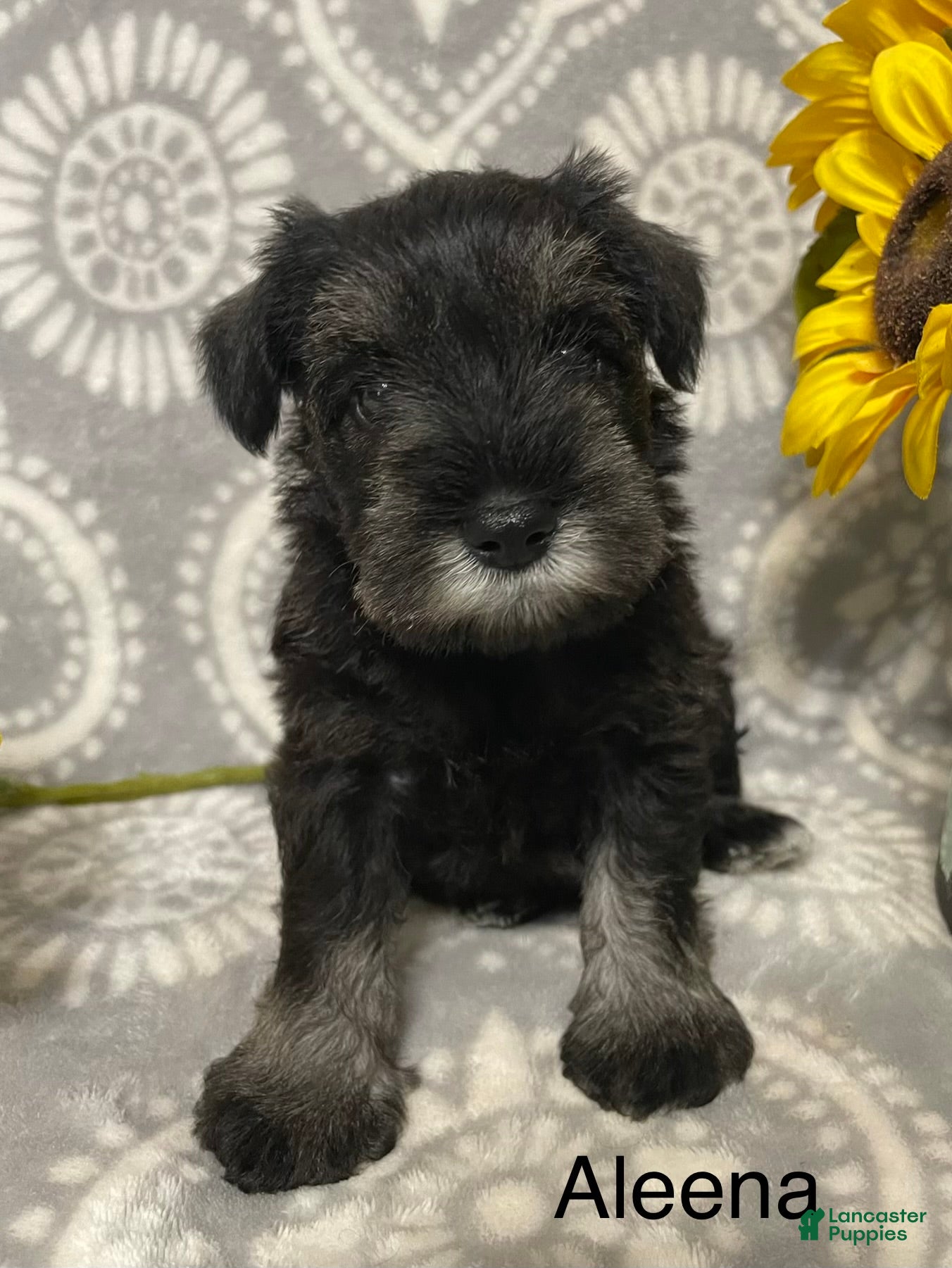 Miniature Schnauzer dogs Miniature Schnauzer 4 - Ad 2