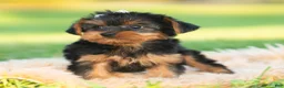 Yorkshire Terrier dogs for sale: Leo - Ad 7