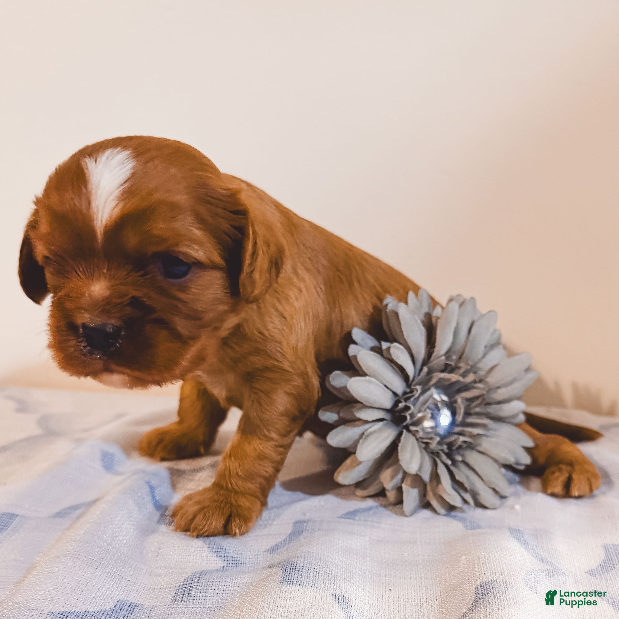 Cavalier King Charles Spaniel dogs Rollo Cavalier King Charles Spaniel puppy - Ad 2