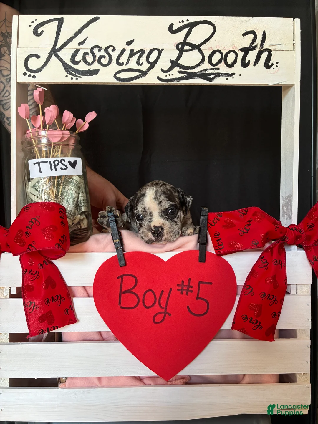 Olde English Bulldogge dogs for sale: Olde English Bulldogge Puppy 5 - Ad 5