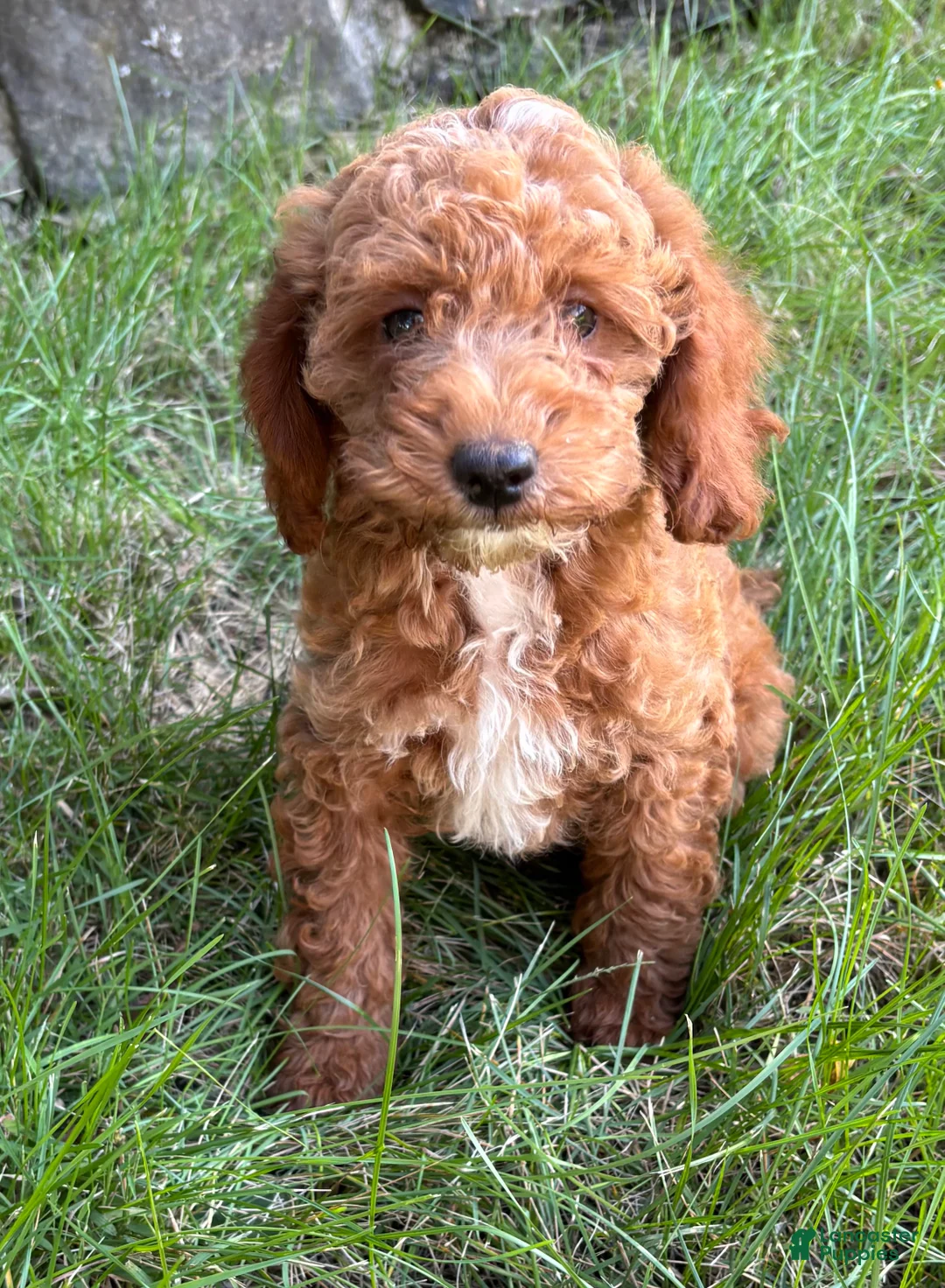 Miniature Poodle dogs for sale: Tinker - Ad 2