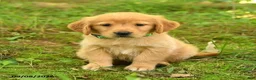 Golden Retriever dogs for sale: Darcy - Ad 4