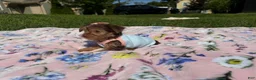 Yorkshire Terrier dogs for sale: Yorkshire Terrier 1 - Ad 5