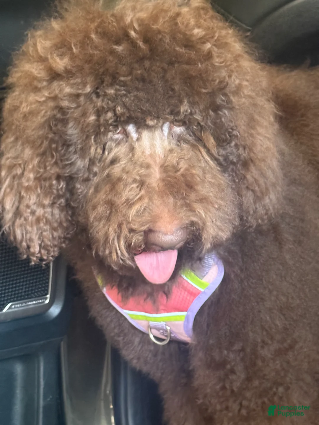 Standard Poodle dogs for sale: Standard Poodle Puppy 2 - Ad 2