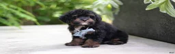 Cavapoo dogs for sale: Lil Bear - Ad 12
